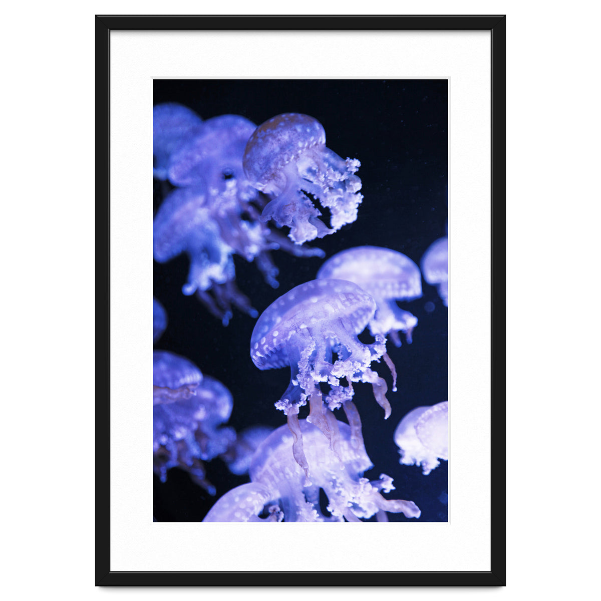 Jellyfish