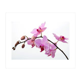 Orchidee (Print Only) thumbnail