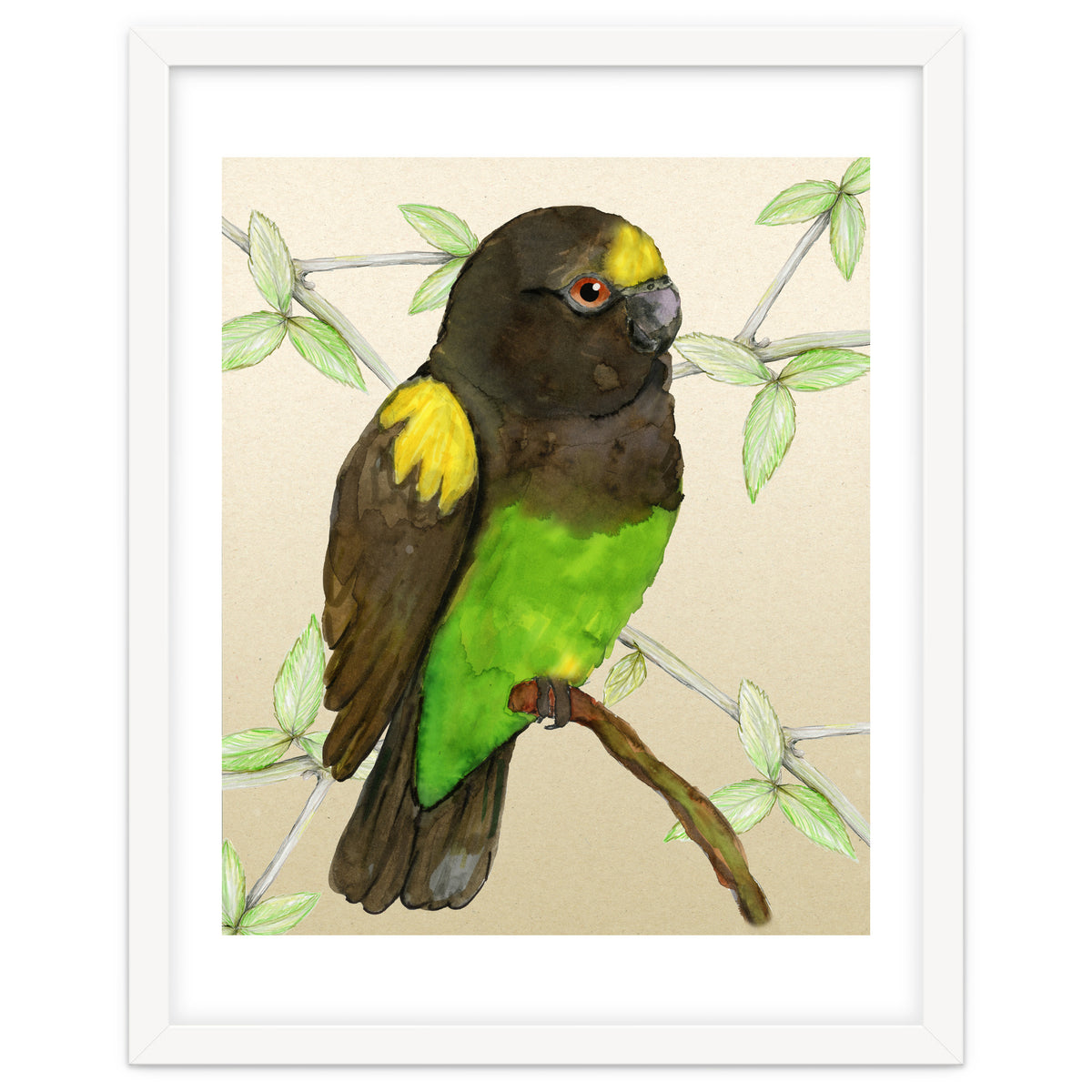 Meyer's parrot watercolor
