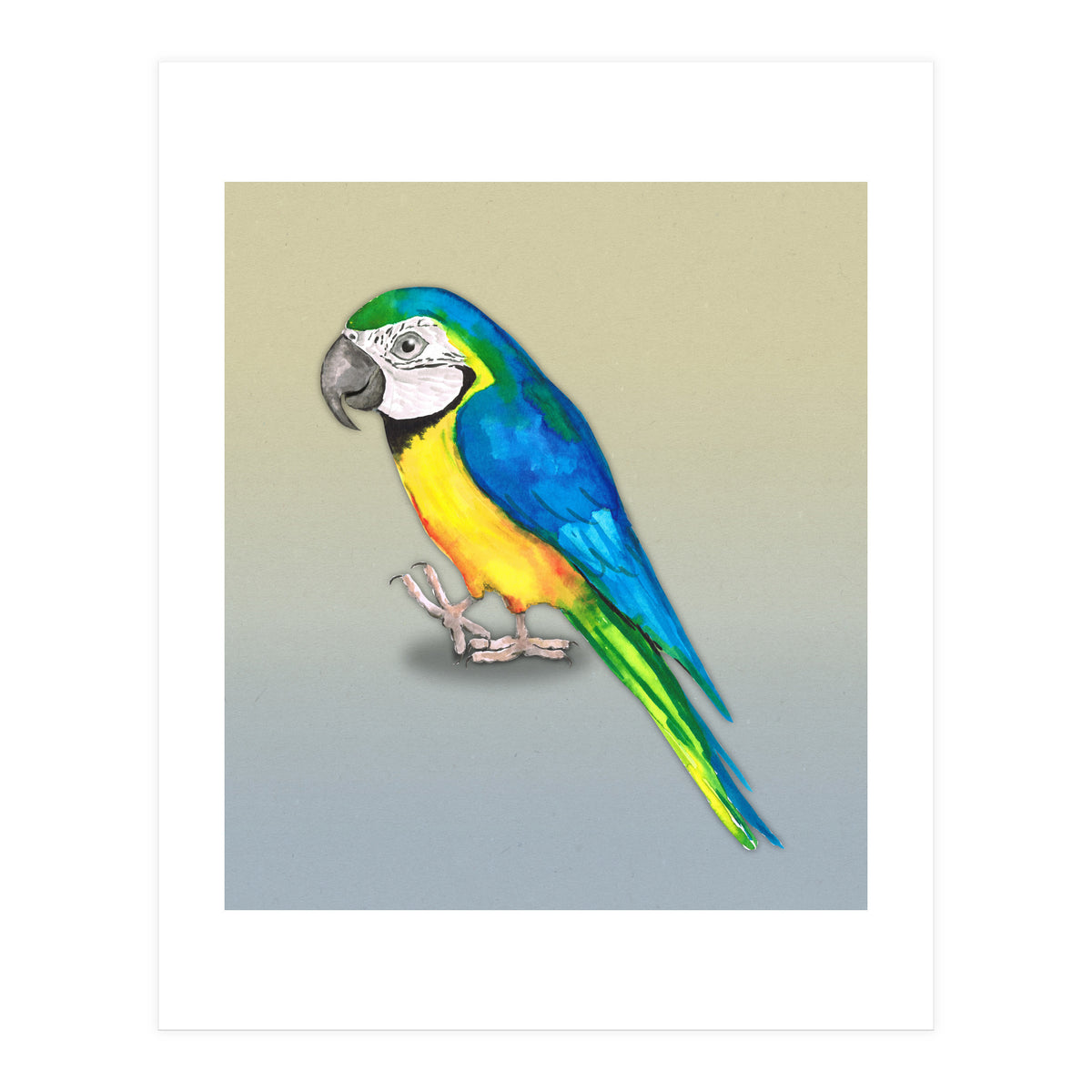 Blue and yellow macaw (Print Only)