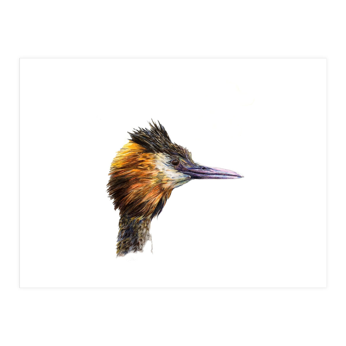 Grebe No.1 (Print Only)