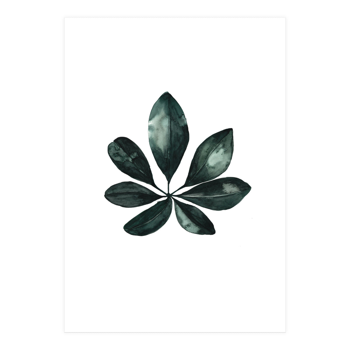 Botanical Illustration Arboricola Schefflera (Print Only)