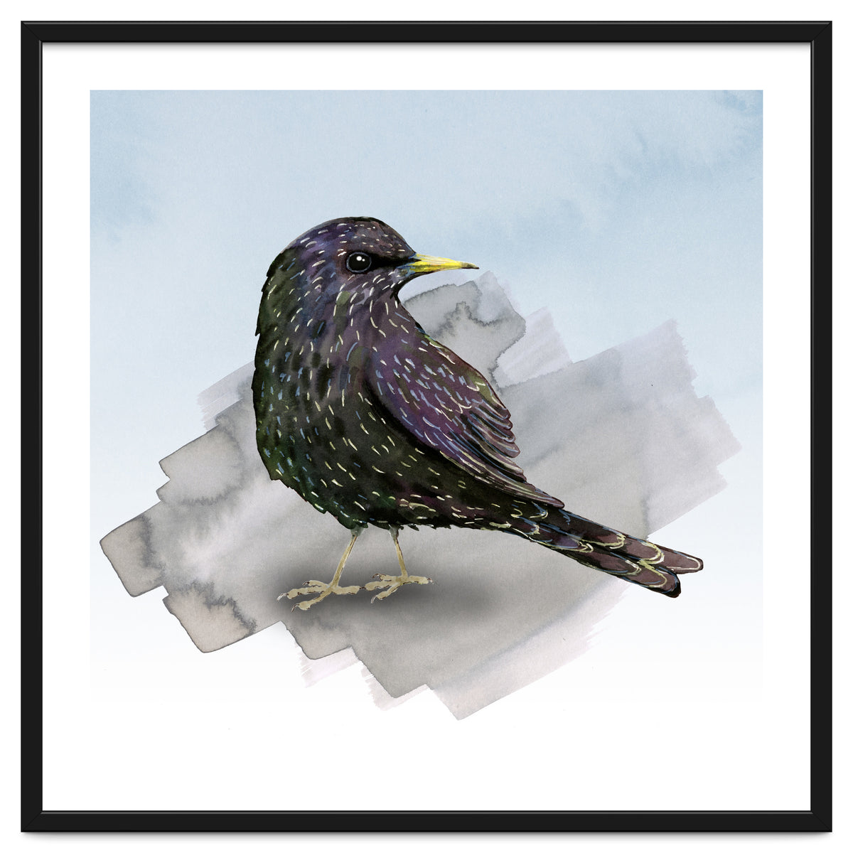 A watercolor drawing of a starling