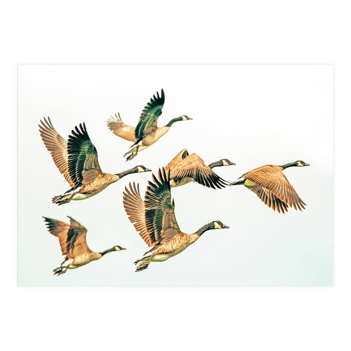 Fly Away Ii (Print Only)