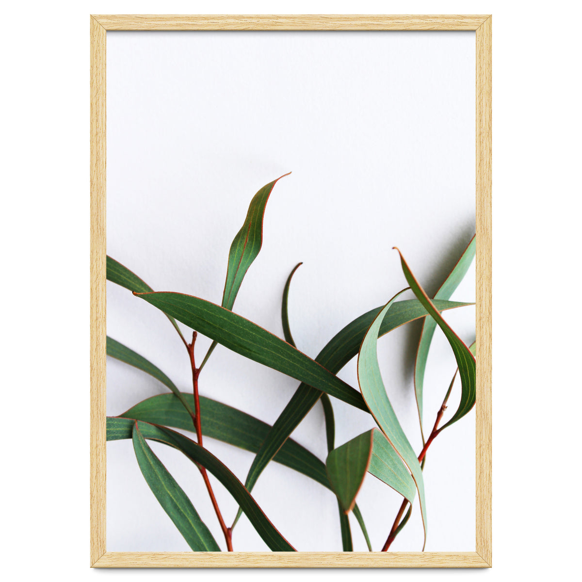 Green Eucalyptus leaves