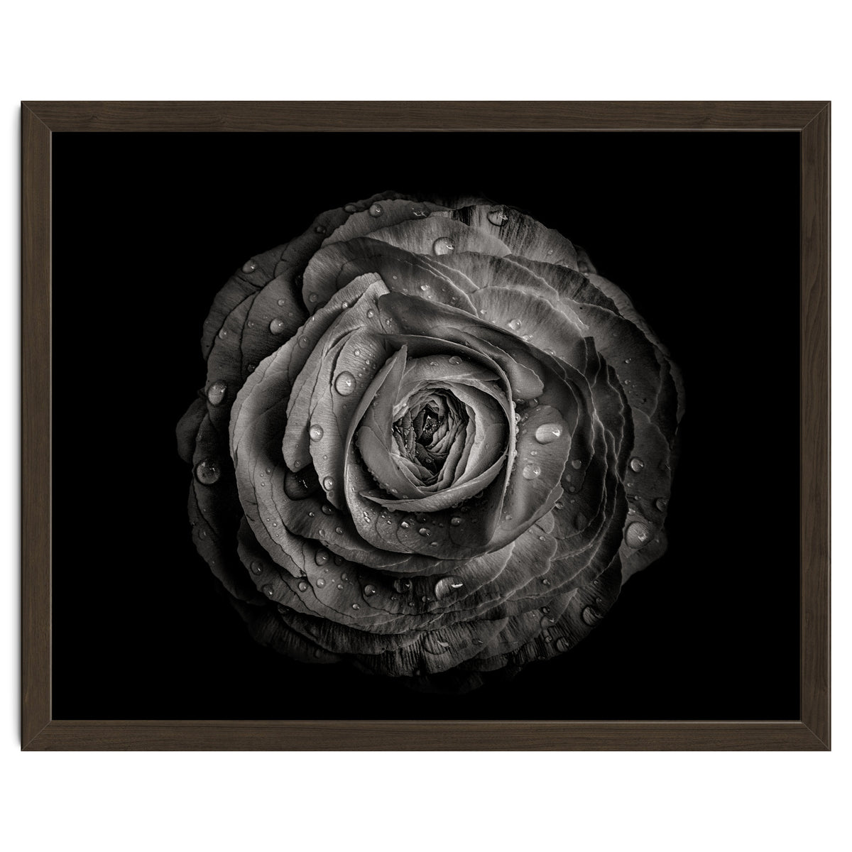 Backyard Flowers In Black And White 72