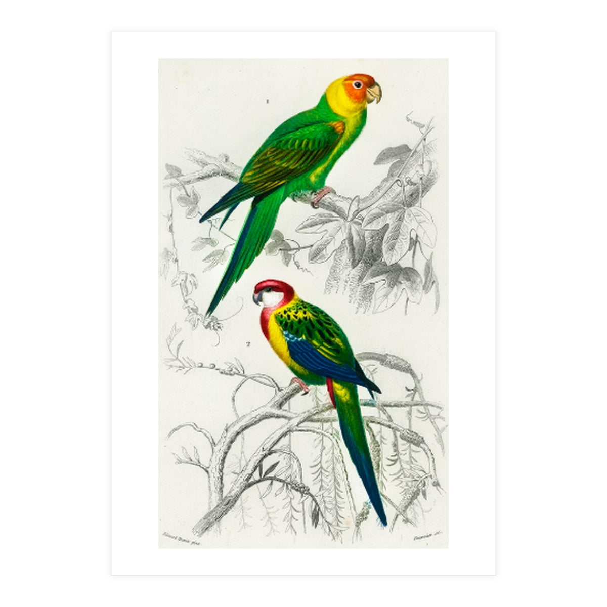 Different types of birds illustrated (Print Only)