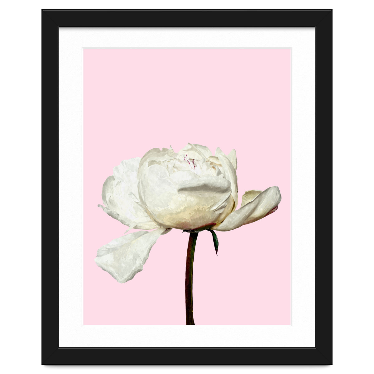 White Peony Pink Background