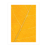 Autumn Leaf (Print Only) thumbnail