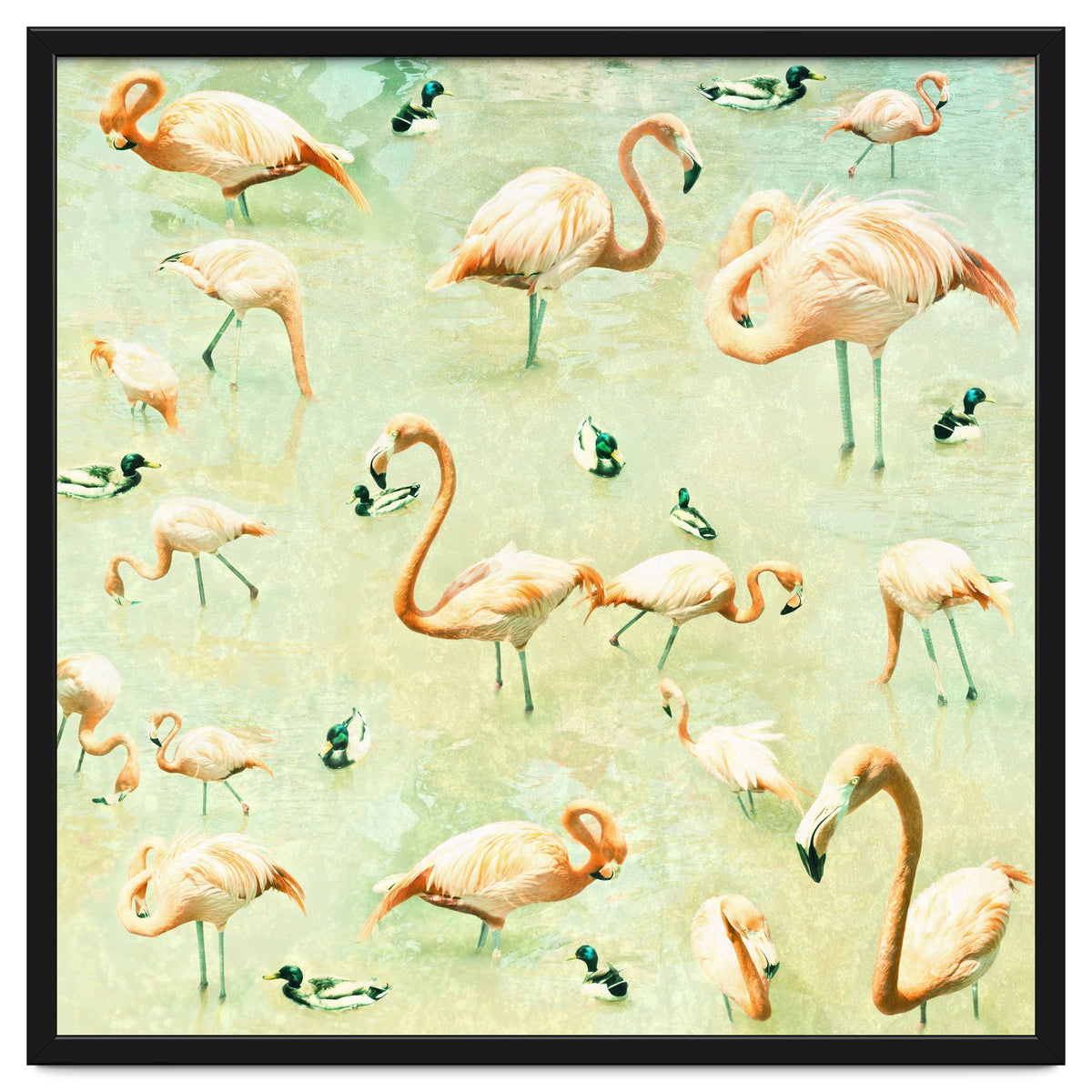 Flamingos