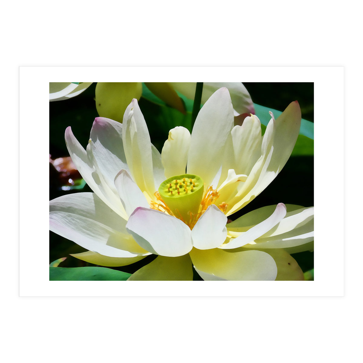 Lotus Flower (Print Only)