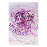 A Rose Is A Rose Std (Print Only) thumbnail