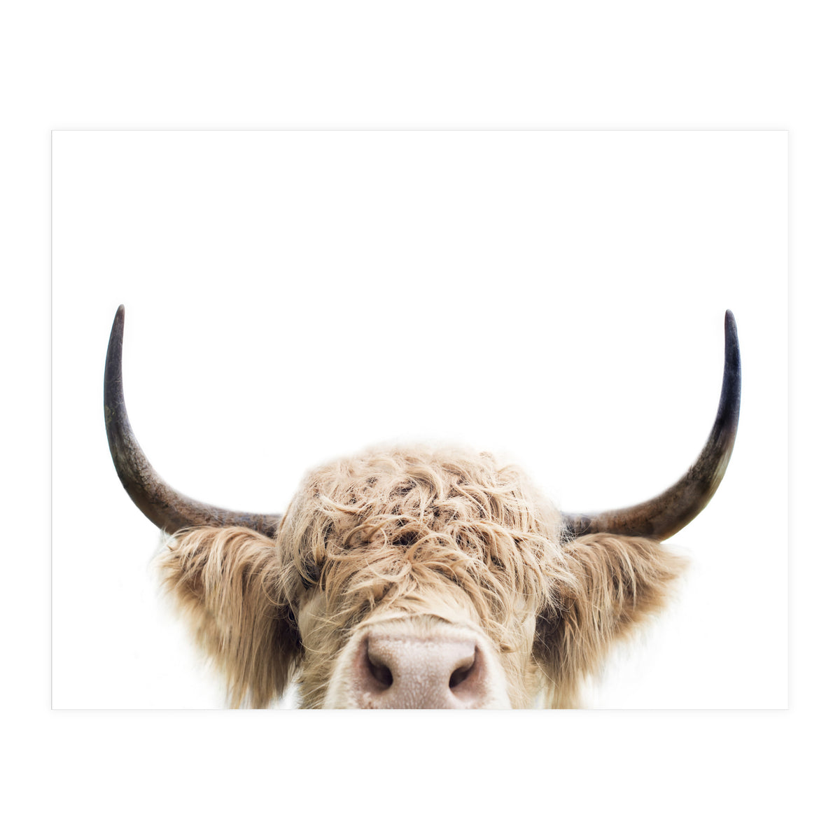 Peeking Cow (Print Only)