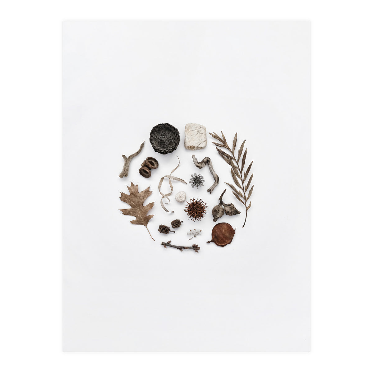 Treasures From Nature No. 2 (Print Only)