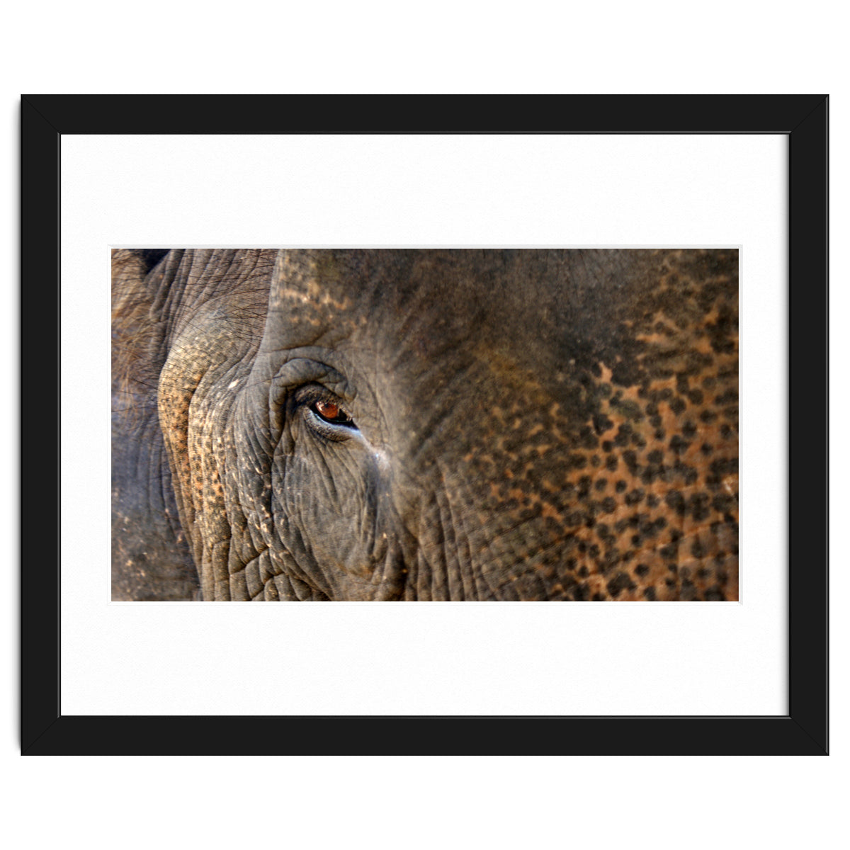 Face To Face - Elephant eye