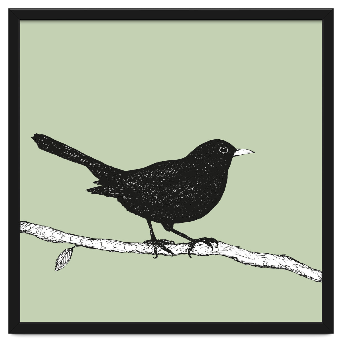 Blackbird pen drawing