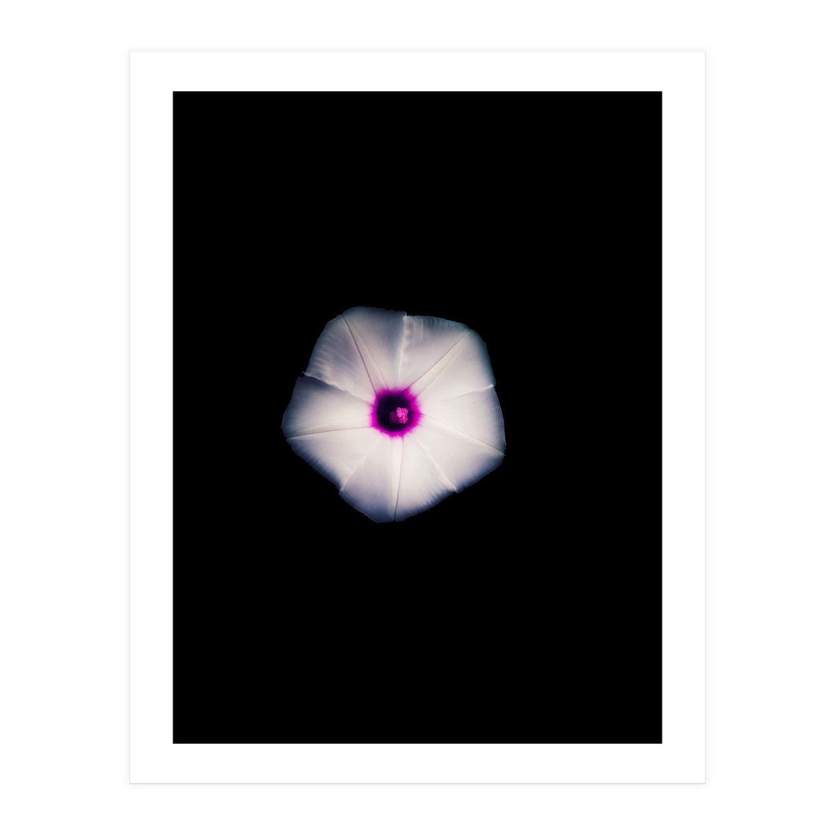 White Flora (Print Only)