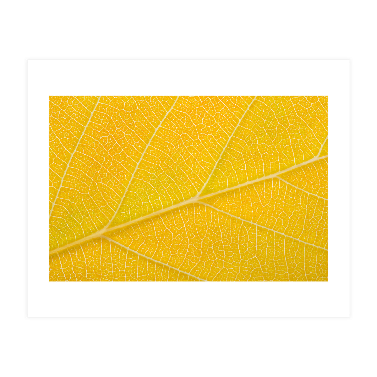 Autumn Leaf (Print Only)