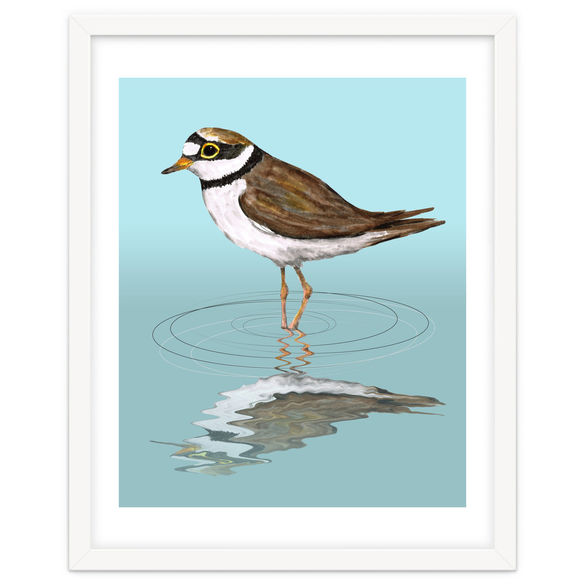 Little ringed  plover