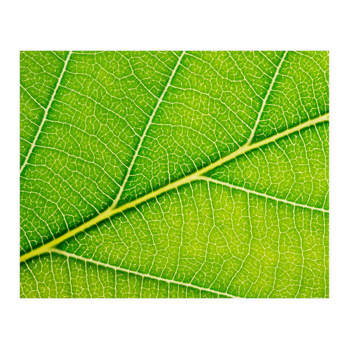 Autumn Leaf (Print Only)