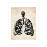 Lungs Anatomy (Print Only) thumbnail