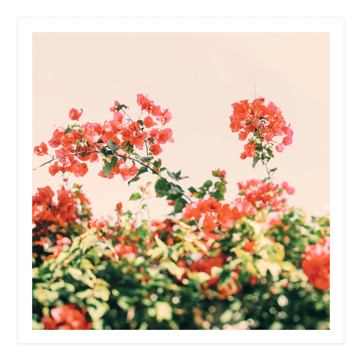 Bouganvillea Dream  (Print Only)