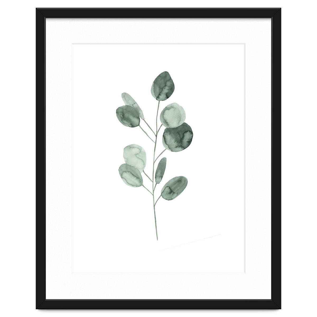 Botanical Illustration Eukalyptus2