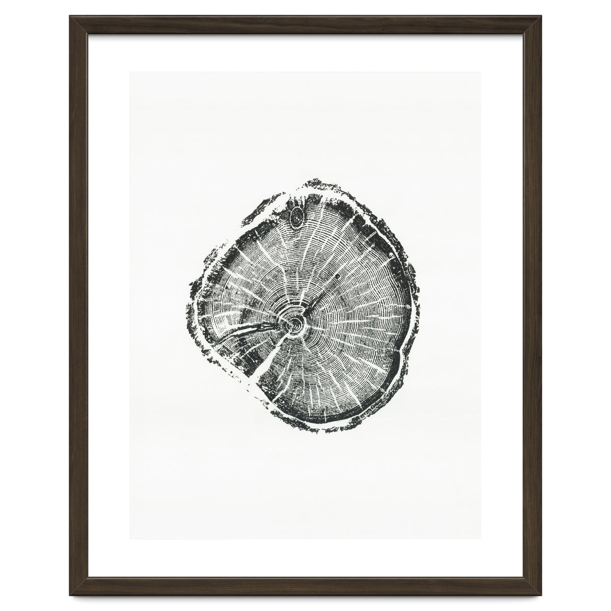 Tree Ring Print, Albion Basin, Utah, Pine Tree Print