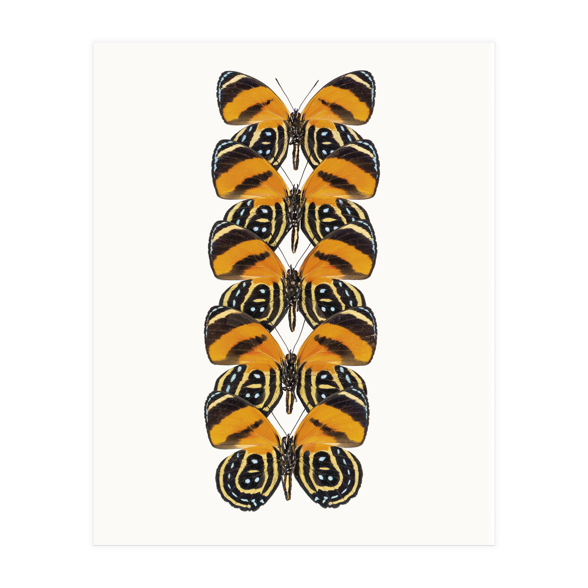 Cc Butterflies 07 (Print Only)