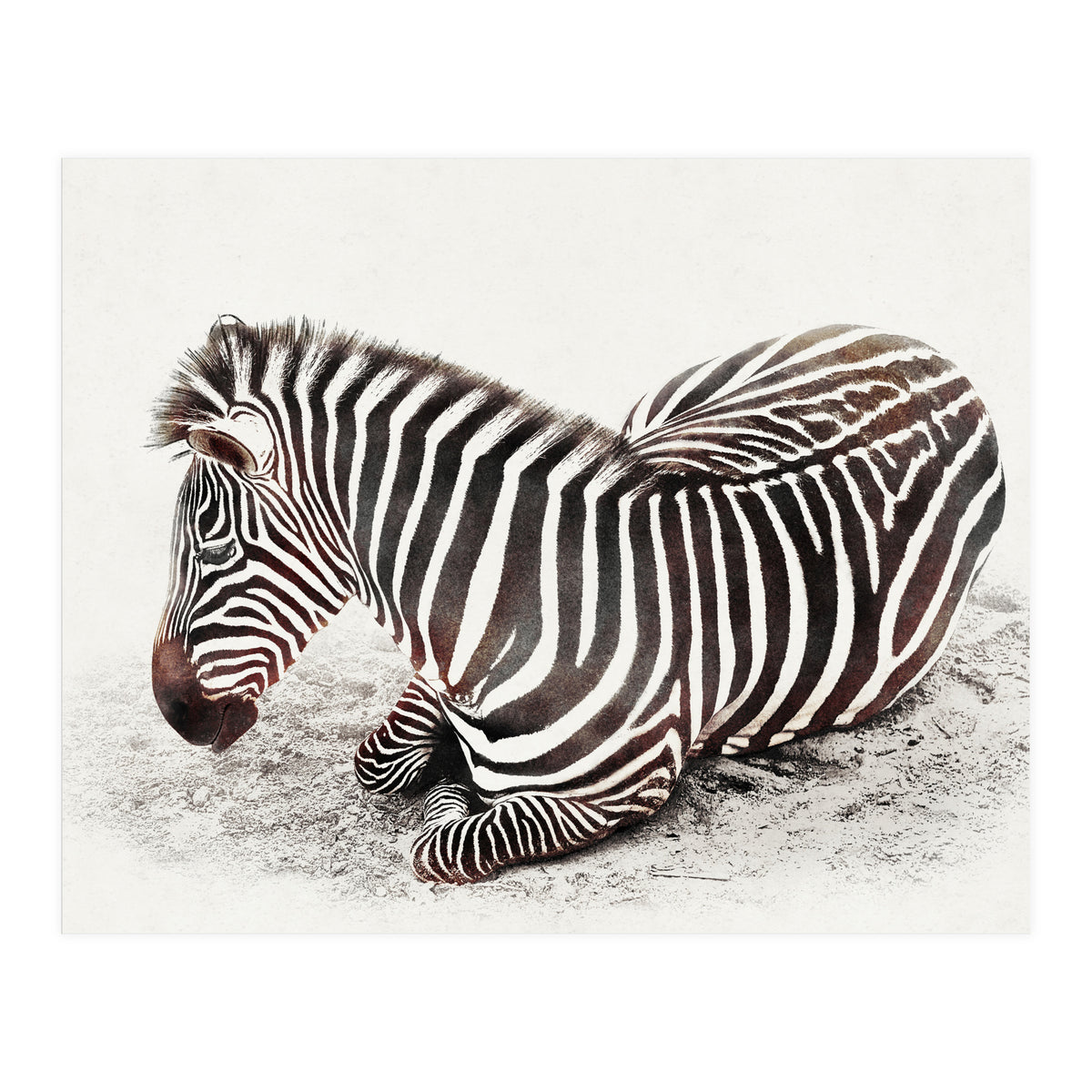 Zebra (Print Only)