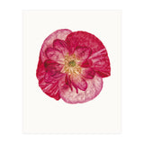 Cc Poppy 02 (Print Only) thumbnail