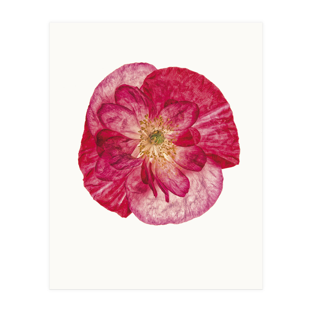 Cc Poppy 02 (Print Only)