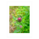 Eye Bud (Print Only) thumbnail
