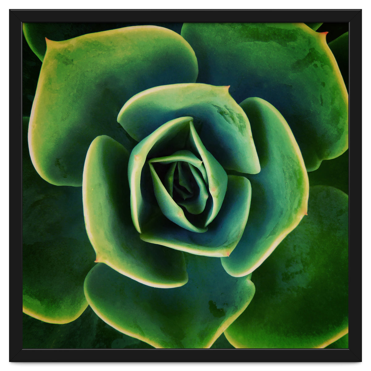 DARKSIDE OF SUCCULENTS XIII