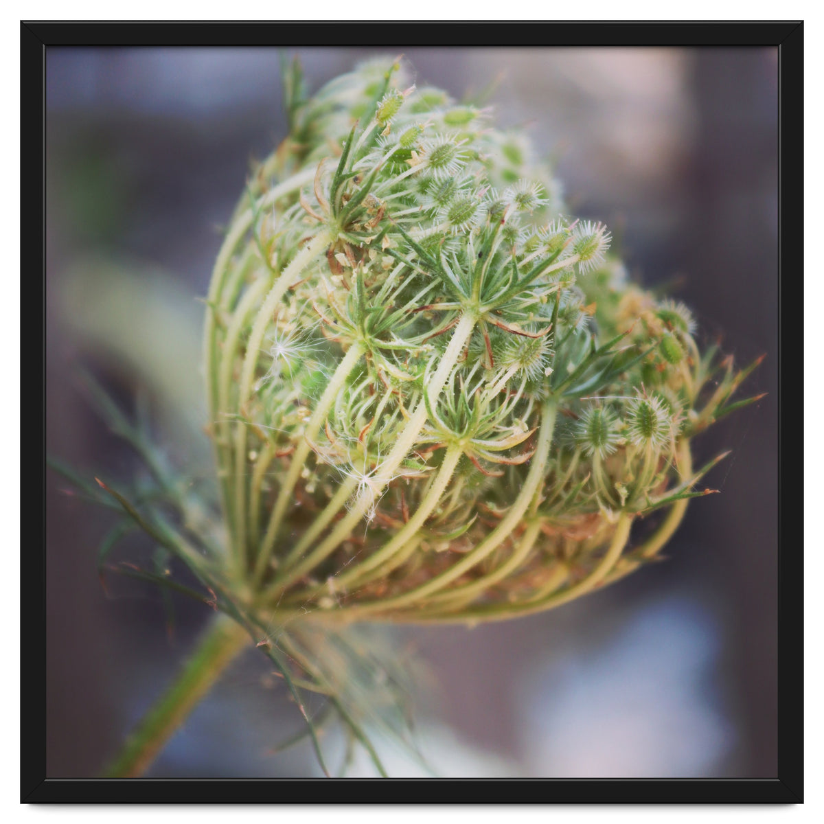 Seed head