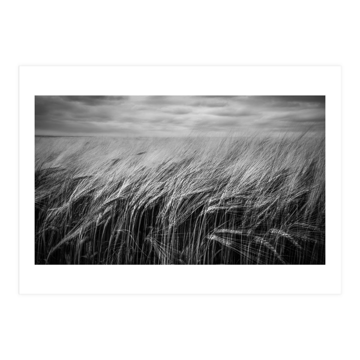 Moody Barley Field (Print Only)