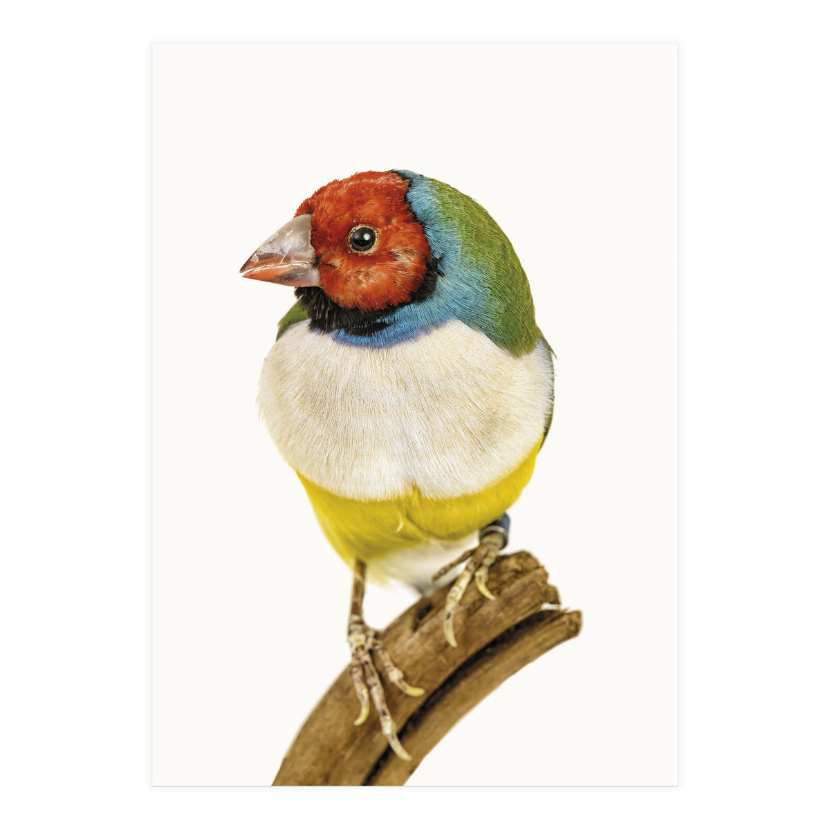 Cc Birds 06 (Print Only)