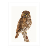 Cc Birds 10 (Print Only) thumbnail