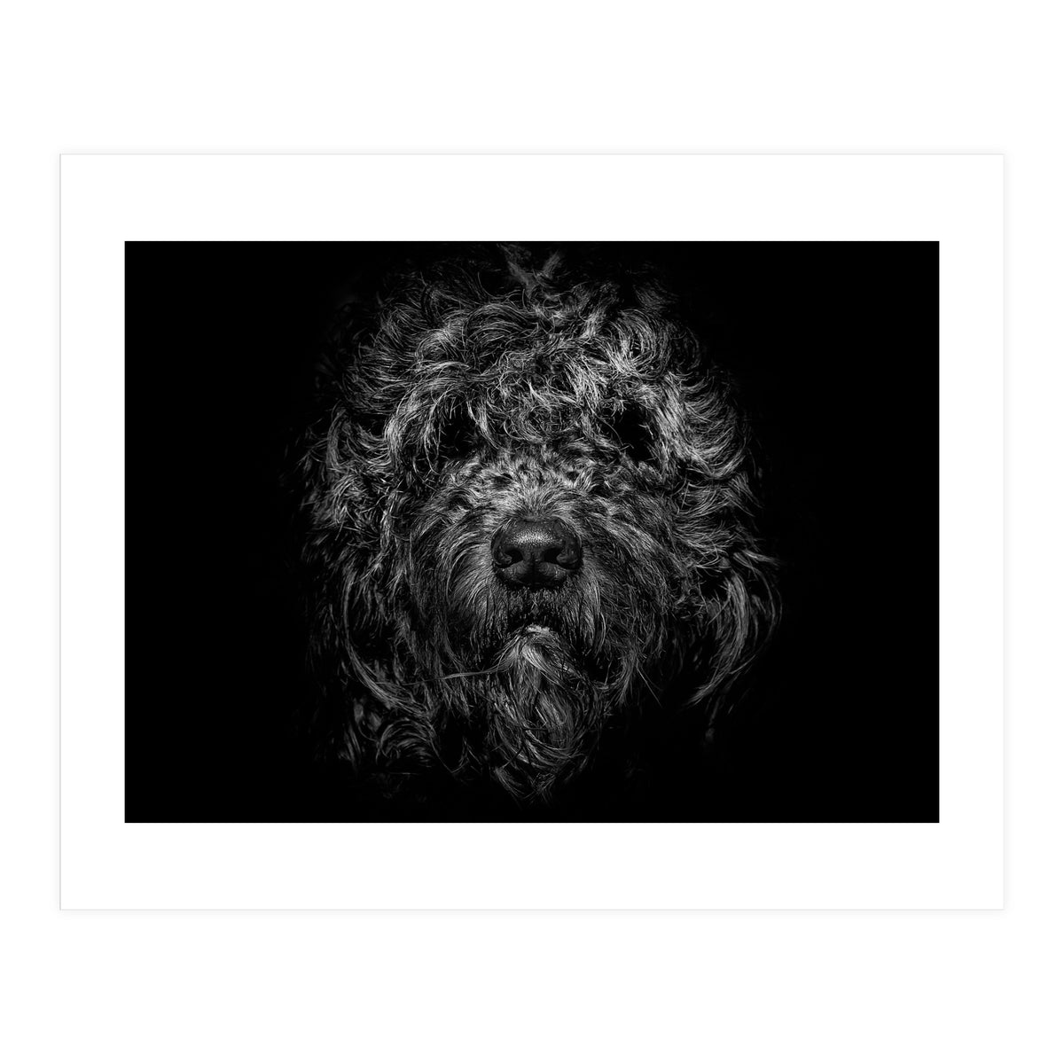 Ziggy Portrait No 1 (Print Only)