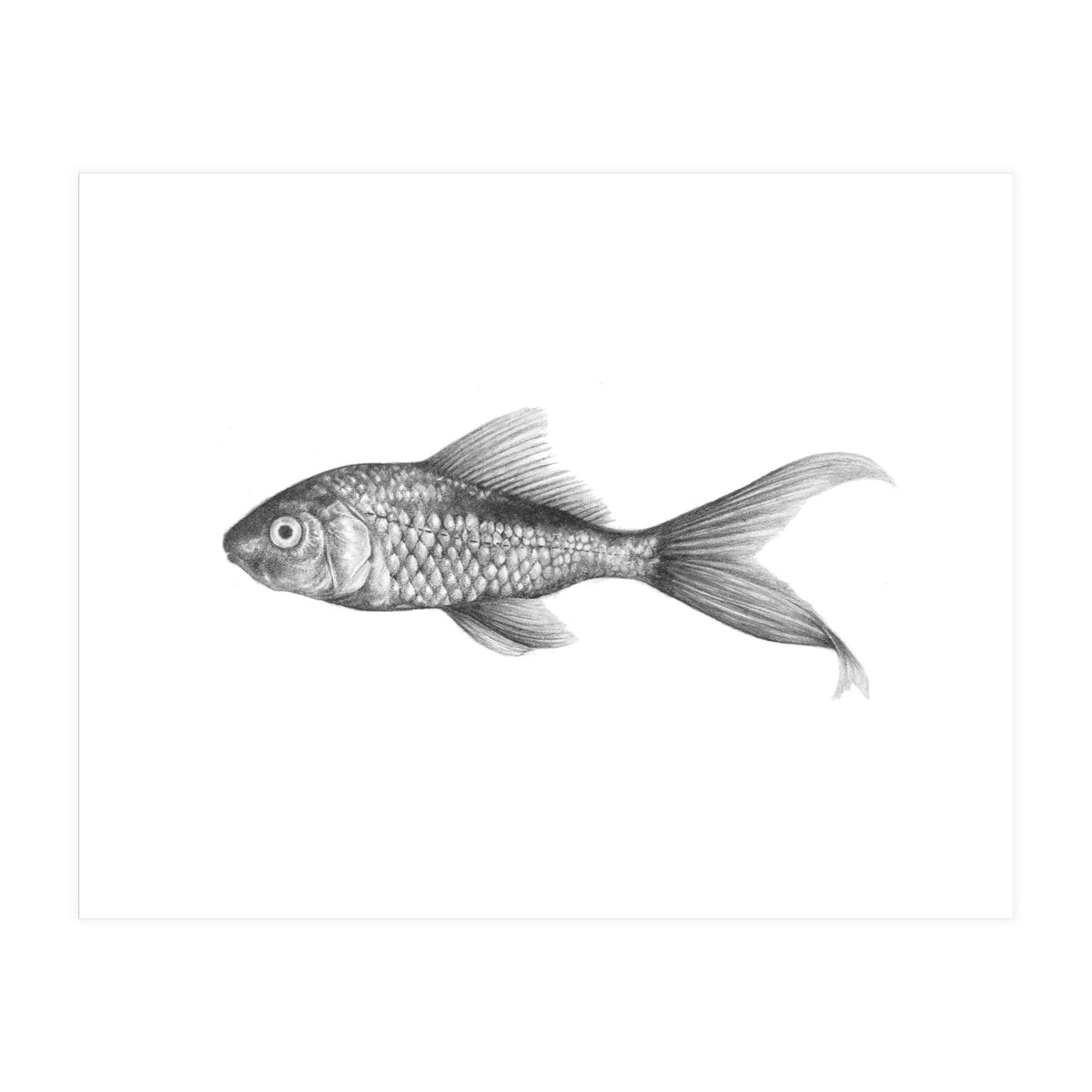 Mr Fish (Print Only)