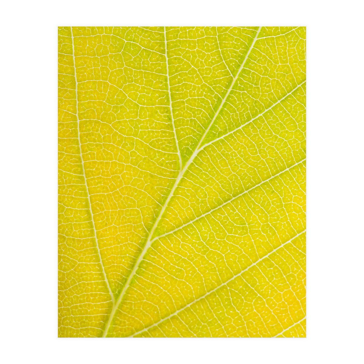 Autumn Leaf (Print Only)