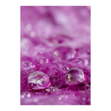Drops in feathers (Print Only) thumbnail