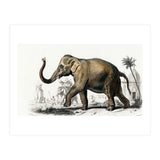Asiatic elephant indicus illustrated (Print Only) thumbnail