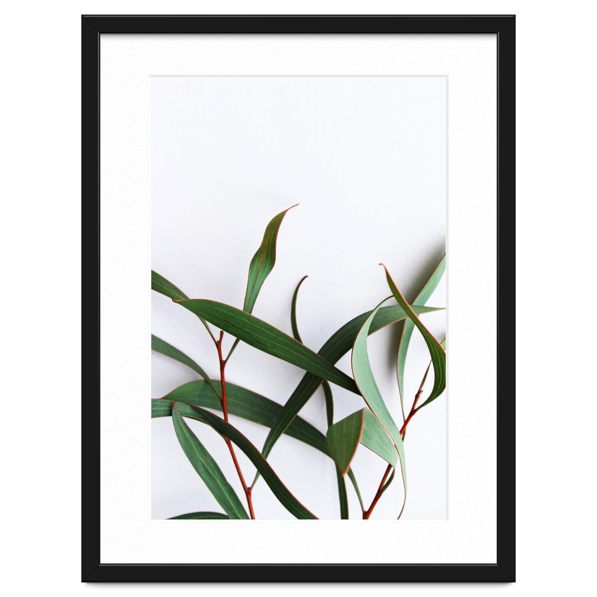 Green Eucalyptus leaves