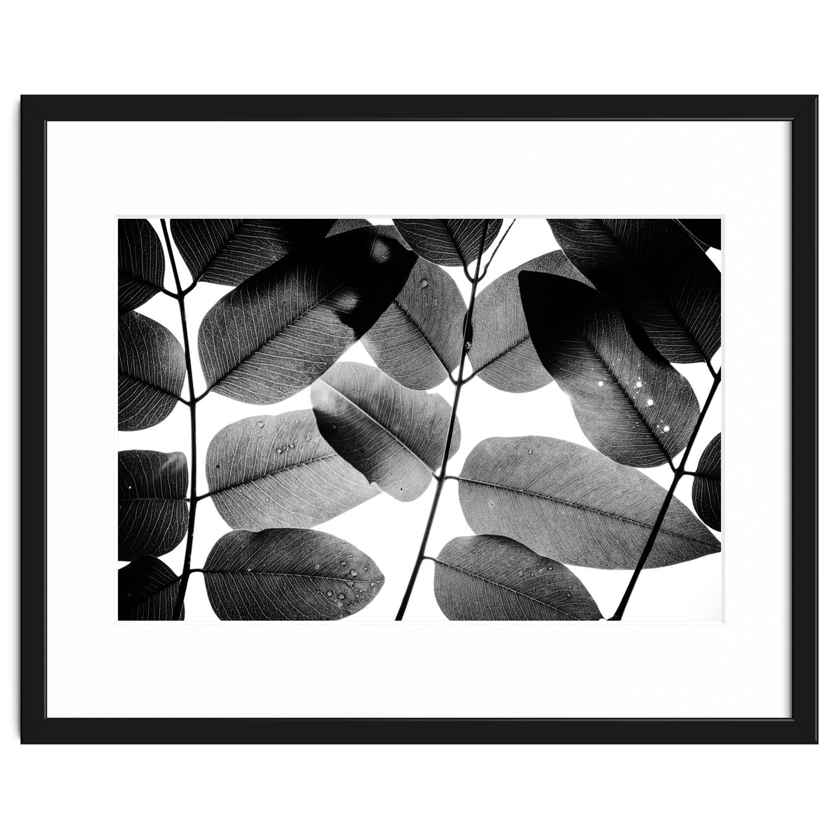 Experiments with Leaves II