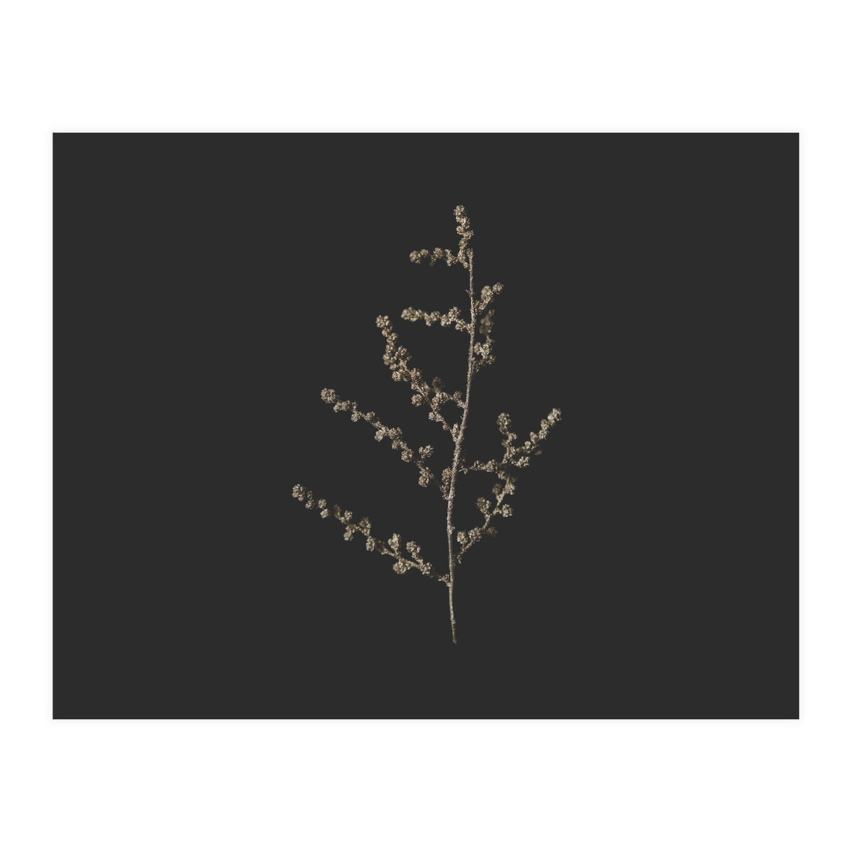 Dainty Botanicals in Gold and Black - Square (Print Only)