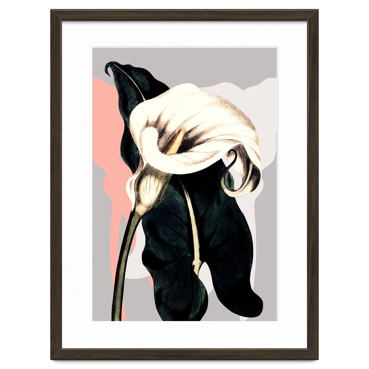 Calla lily flower