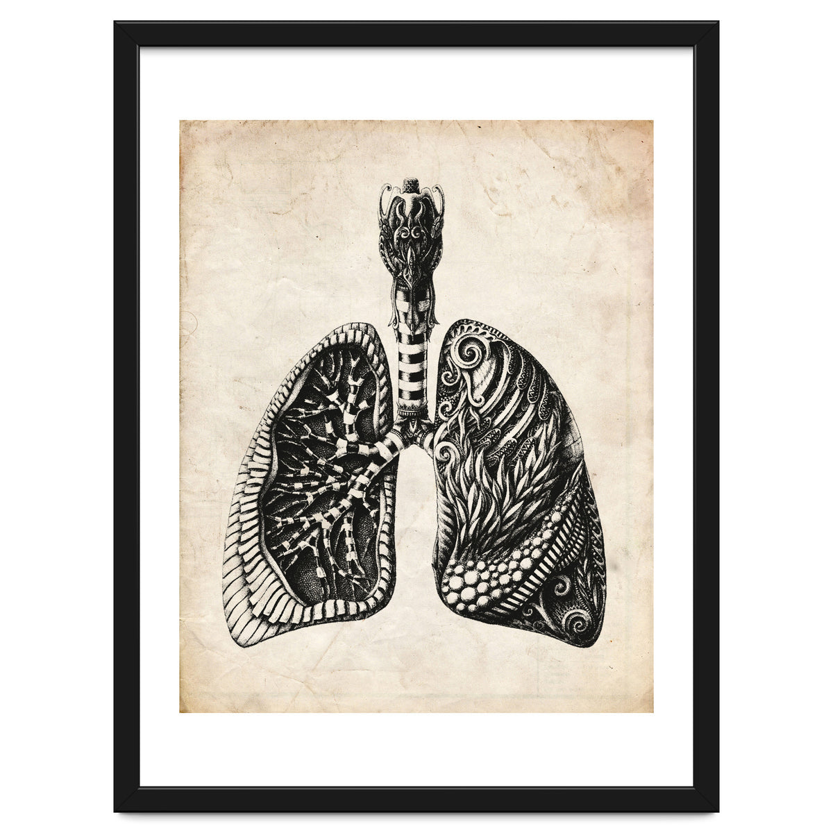 Lungs Anatomy