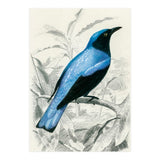 Square-tailed drongo illustrated (Print Only) thumbnail