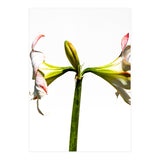 Amaryllis 3 (Print Only) thumbnail